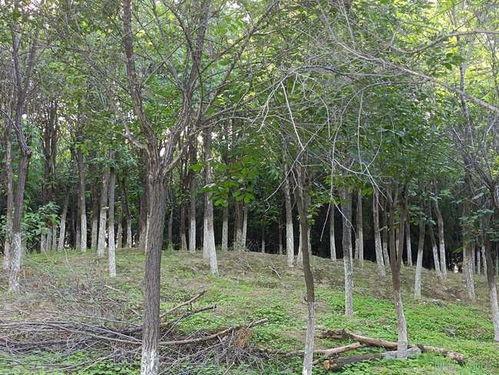 南岗村旧改爆料通知最新,揭秘项目进展与居民期待  第1张